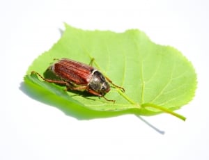 Beetle, Cockchafer, Maikäfer, Insect, ,  thumbnail