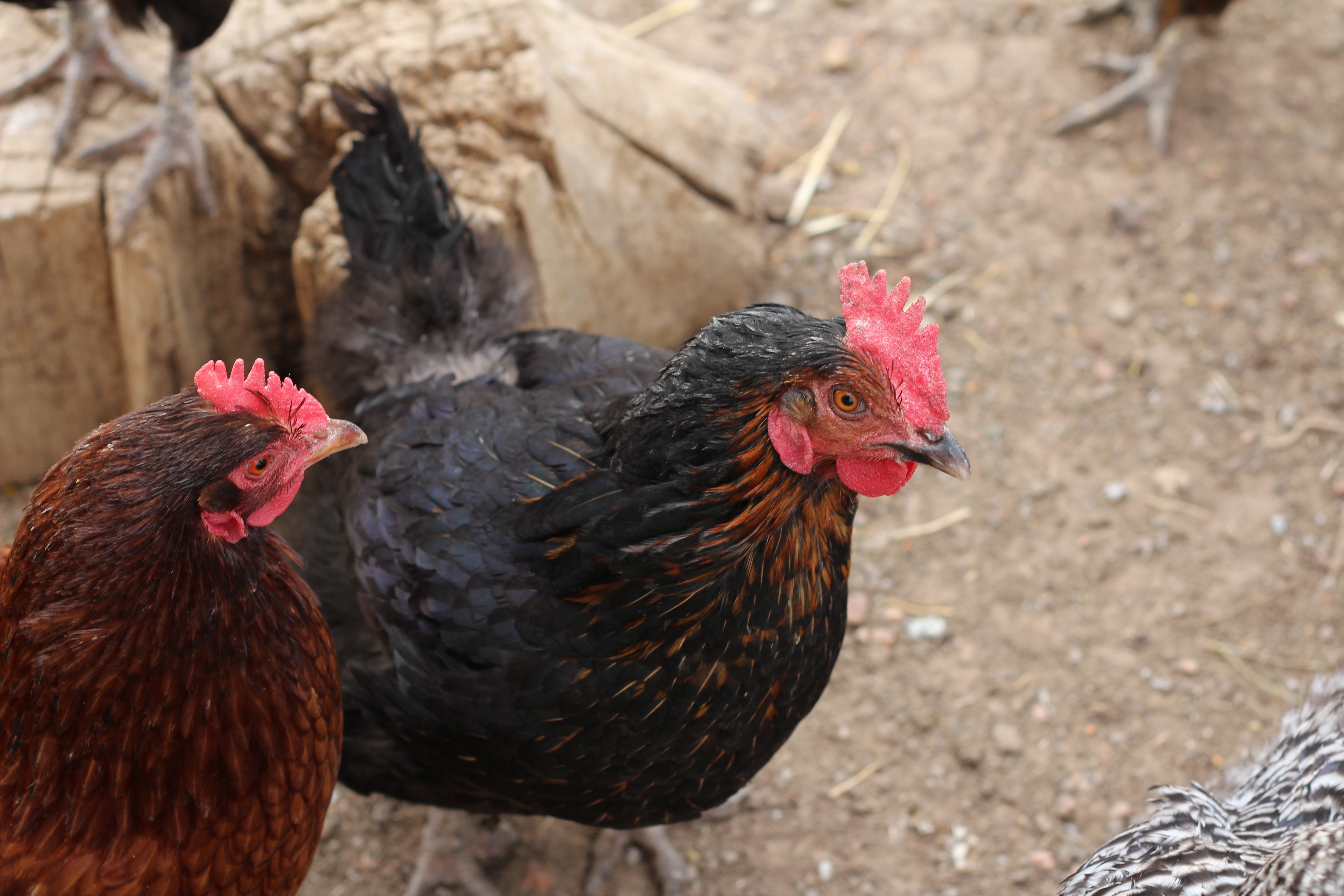 Animal, Chickens, Chicken Coop, Farm, chicken - bird, livestock