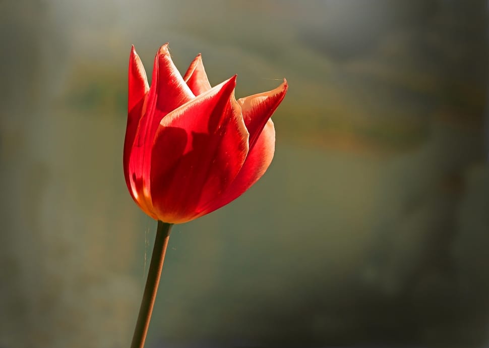 red tulip preview