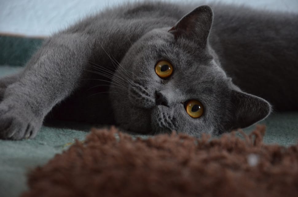 gray persian cat preview
