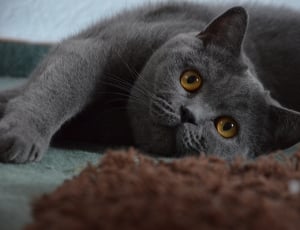 gray persian cat thumbnail