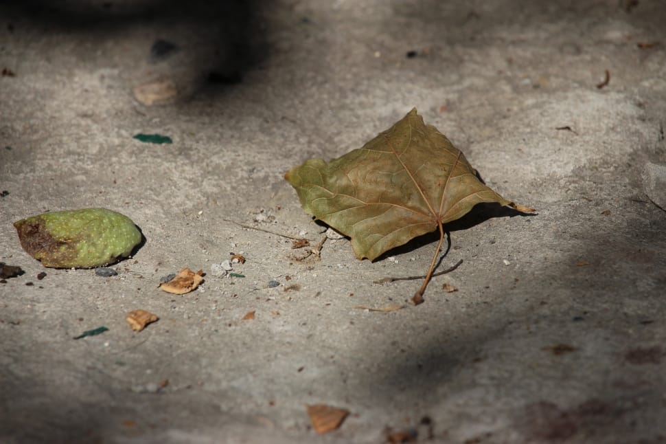 Texture, Leaf, Nostalgia, leaf, autumn preview