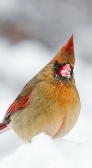 Snow, Winter, Bird, Female, Cardinal, red, one animal thumbnail