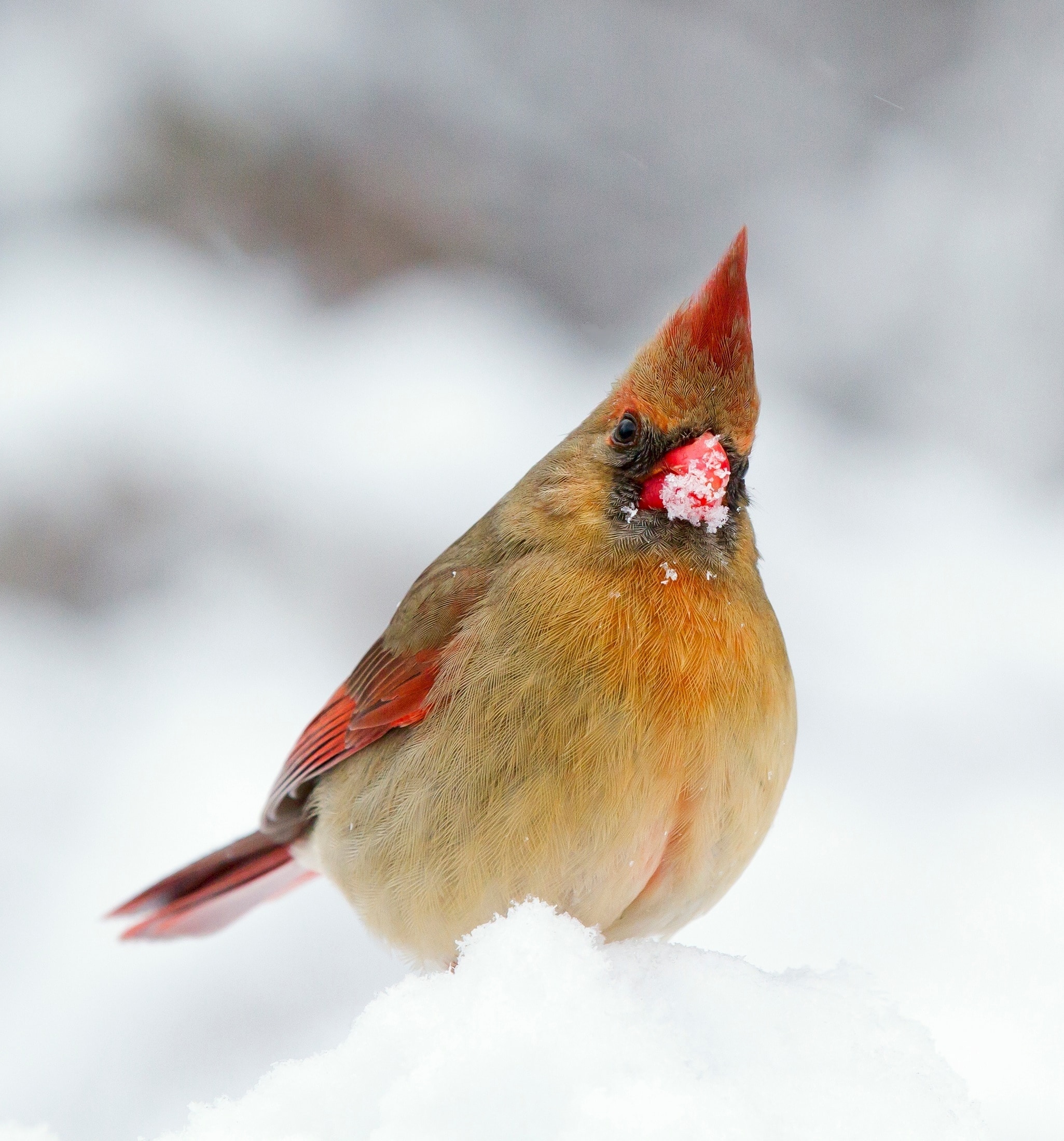 Snow, Winter, Bird, Female, Cardinal, red, one animal