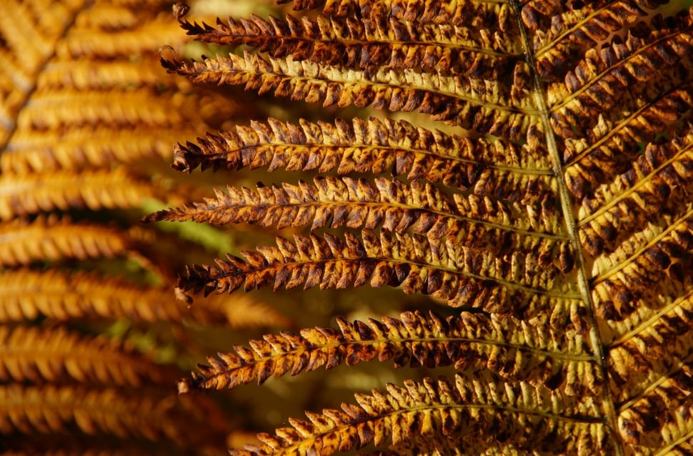 withered fern plant preview