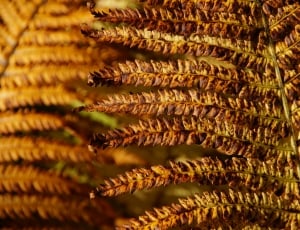 withered fern plant thumbnail