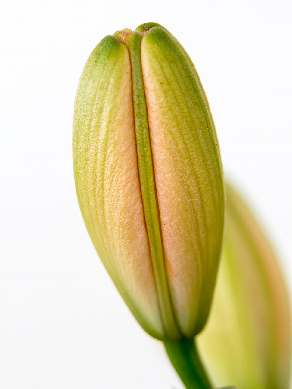 green and yellow flower bud preview