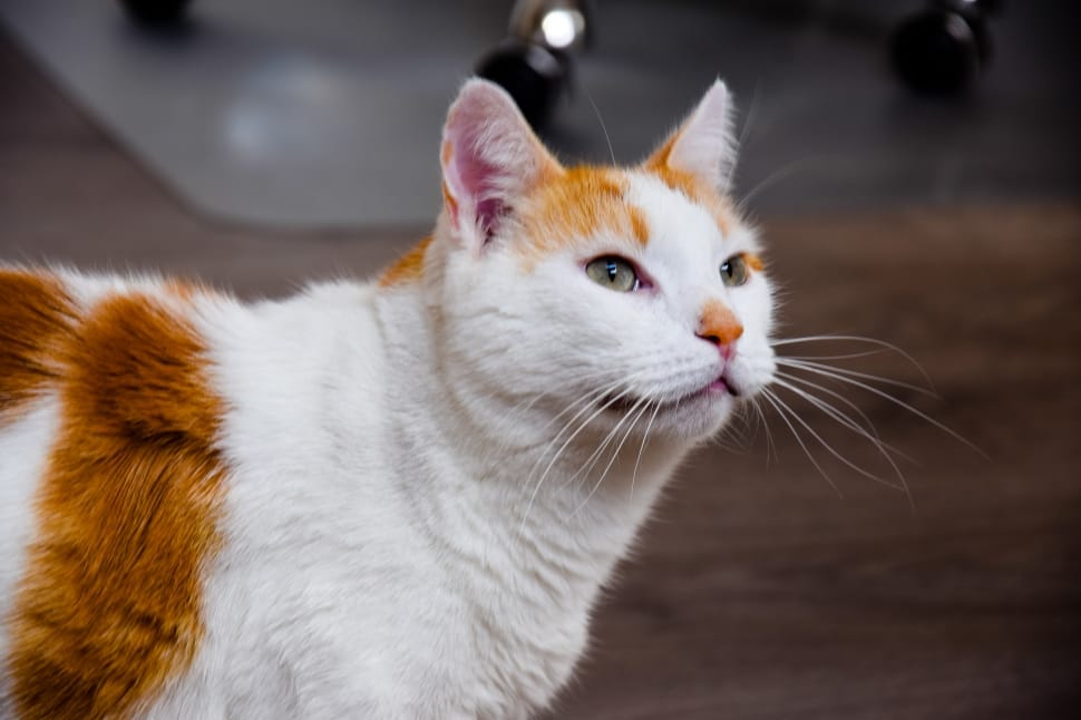 calico cat looking away in shallow focus photography preview