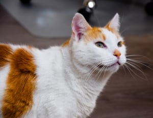 calico cat looking away in shallow focus photography thumbnail