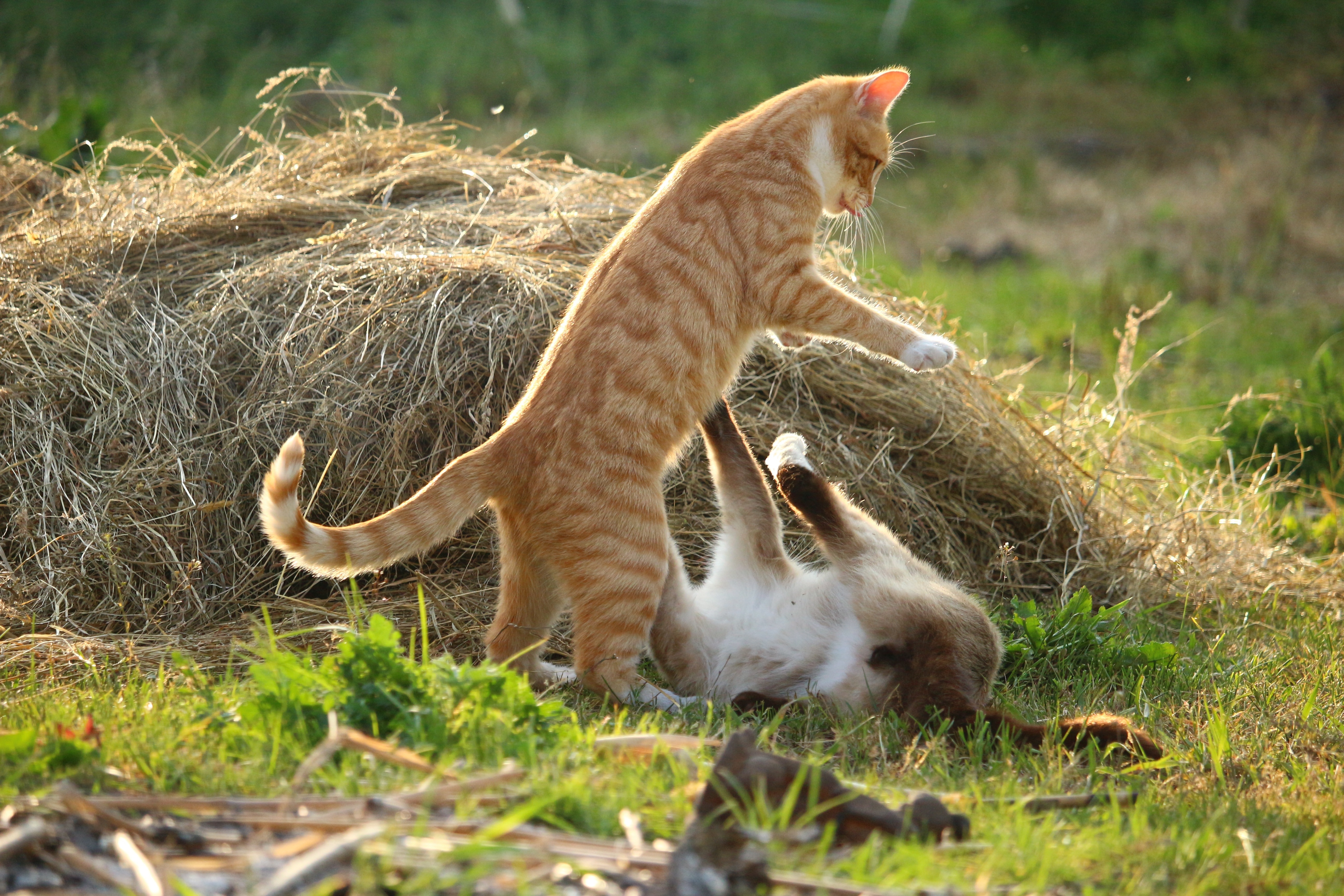 orange tabby cat and white siamese cat
