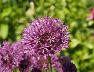 purple cluster flower thumbnail