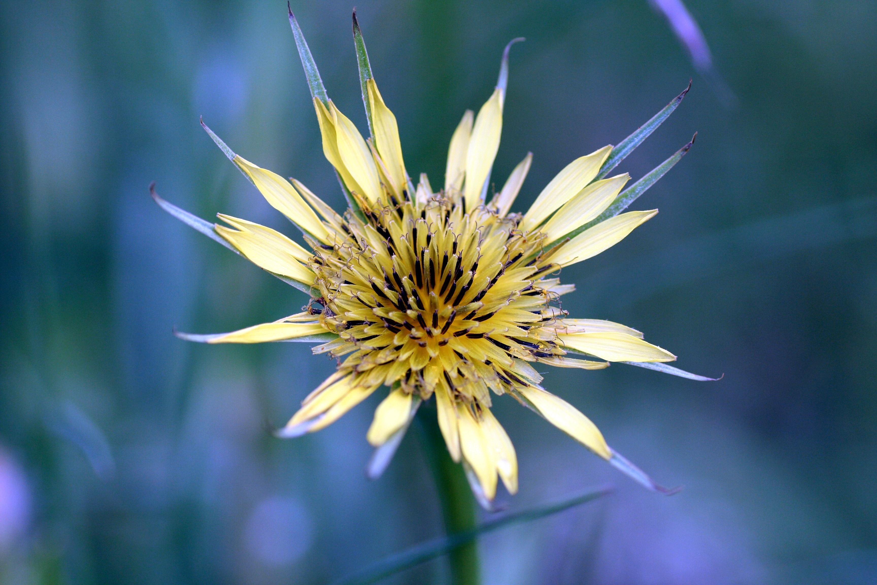 shallow focus of yellow flower