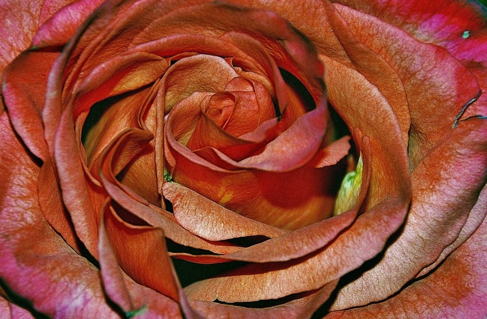 red rose preview