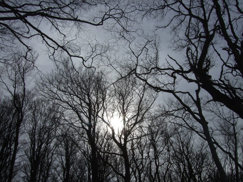 low angle photography of trees under the gray clouds preview