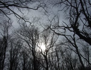 low angle photography of trees under the gray clouds thumbnail