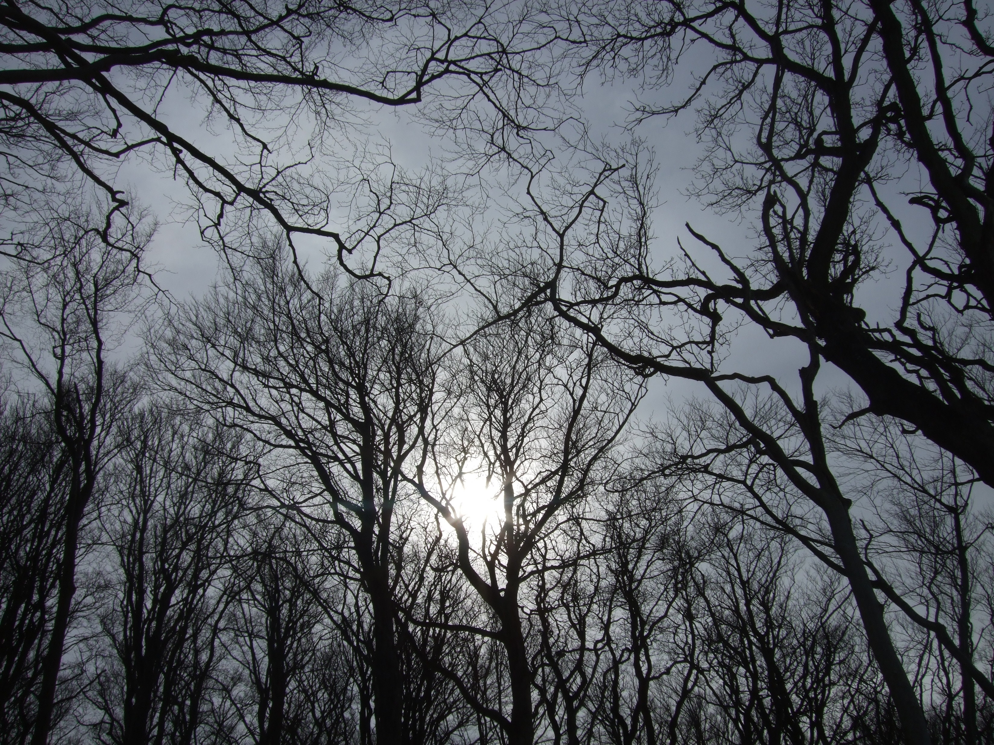 low angle photography of trees under the gray clouds