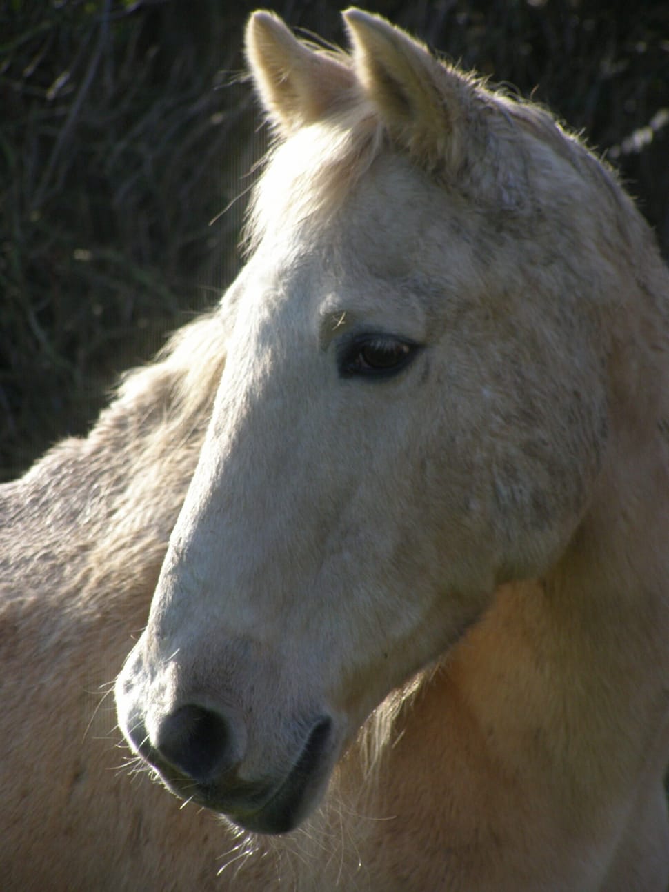 Palomino, Pony, Horse, Animal, horse, one animal preview