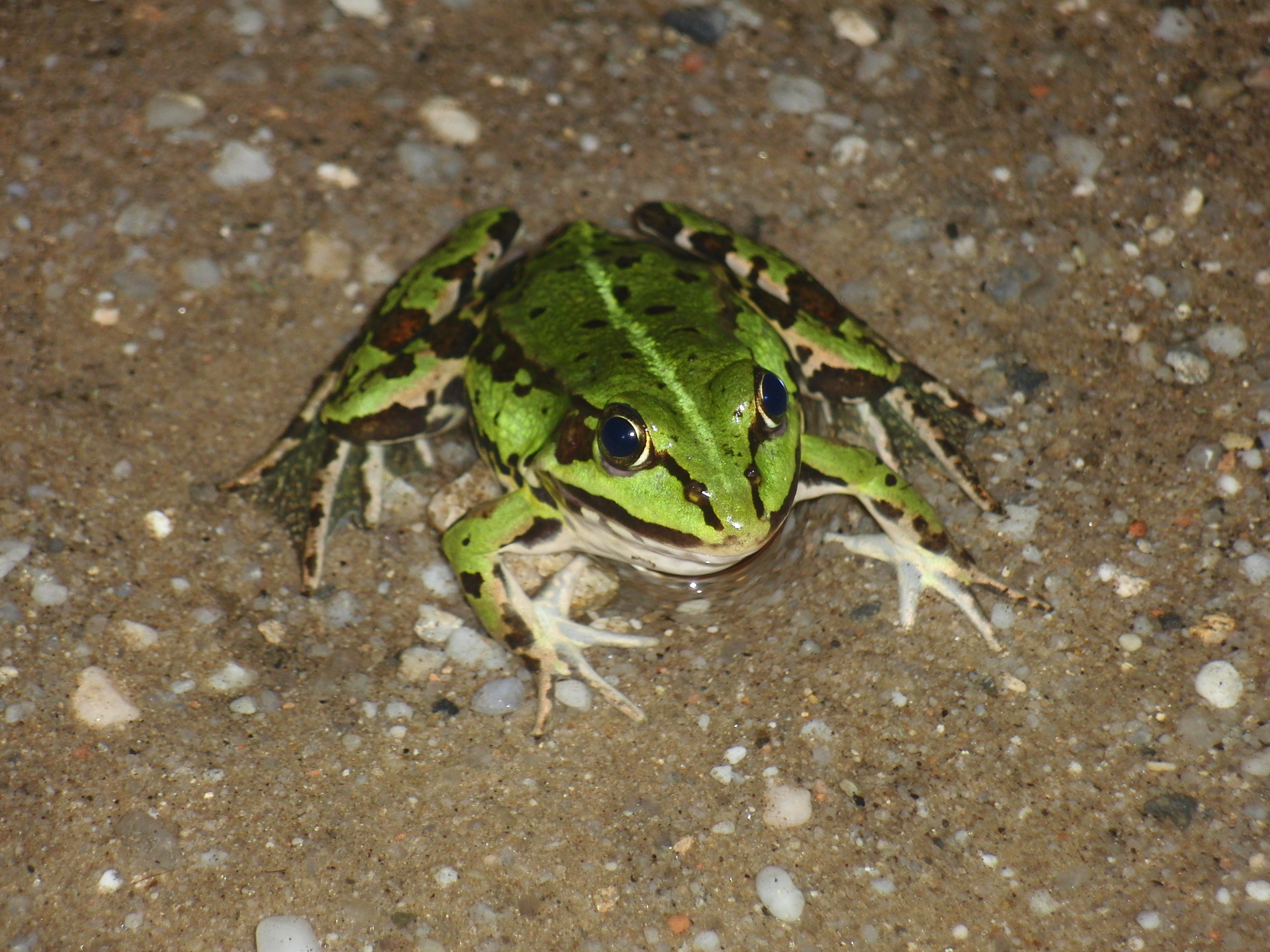 green and black tree frog