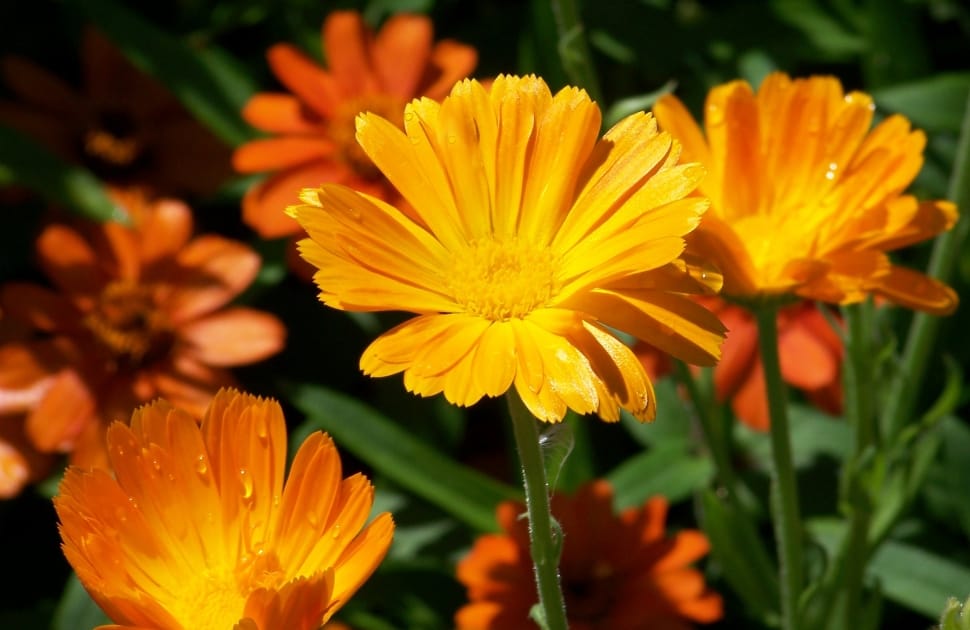 Orange, Flowers, Summer, Daisy, Nature, flower, plant preview