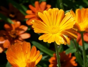 Orange, Flowers, Summer, Daisy, Nature, flower, plant thumbnail