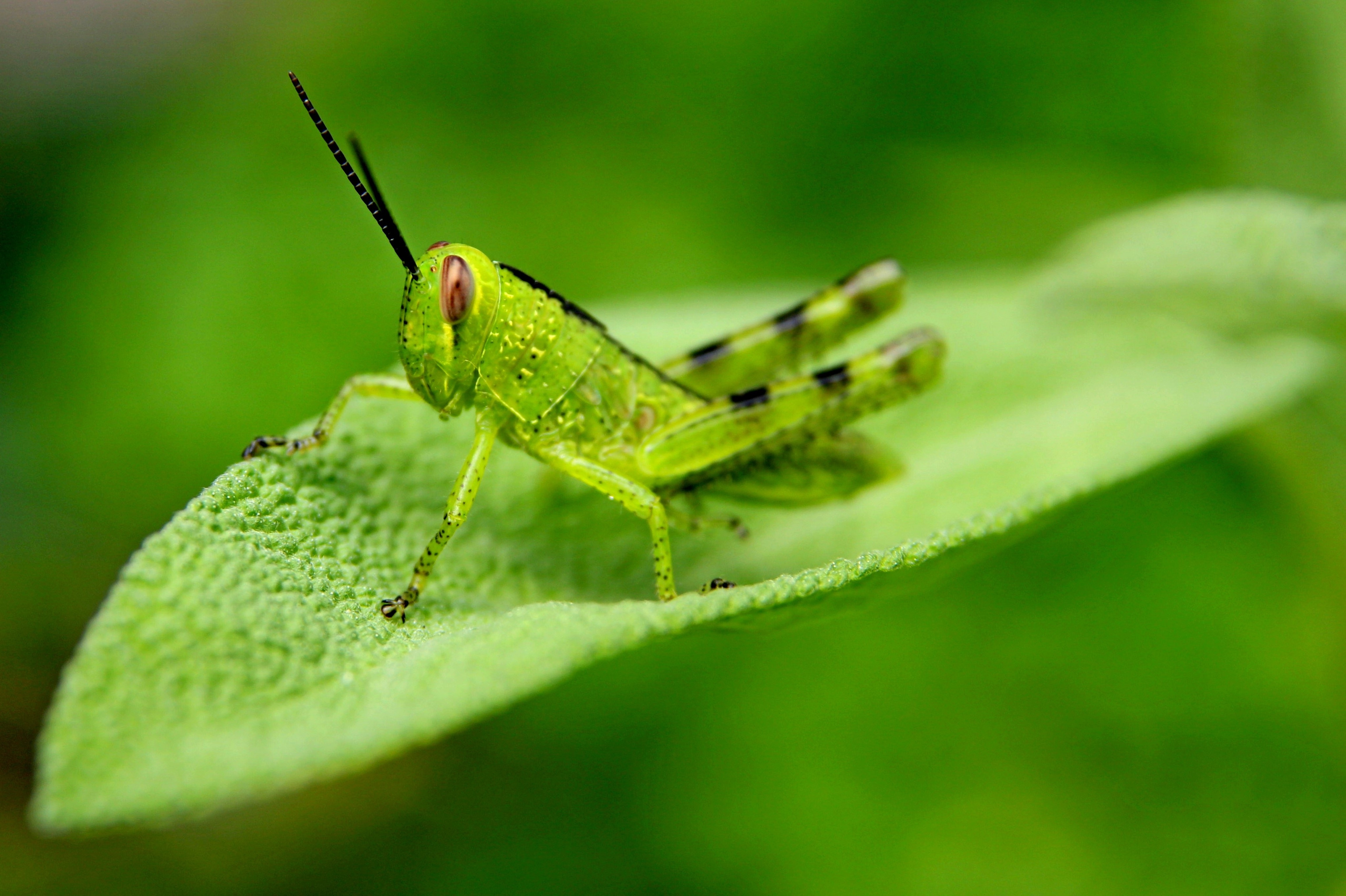 green grasshopper