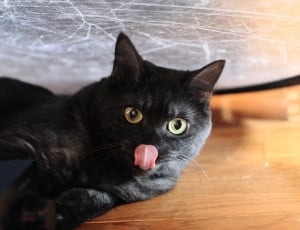 black cat on floor thumbnail