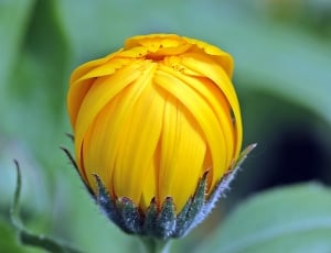 yellow unbloom flower thumbnail