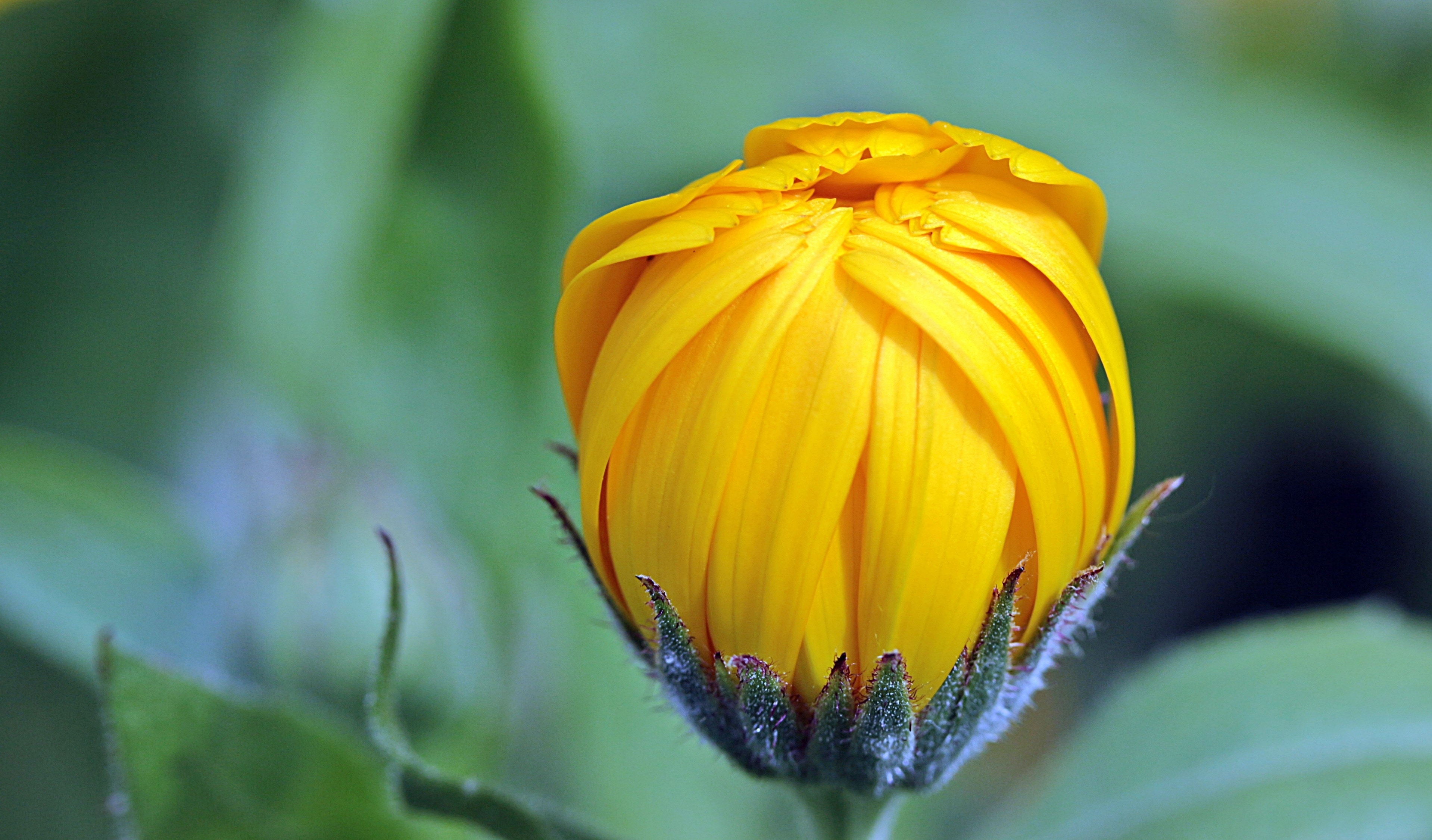 yellow unbloom flower
