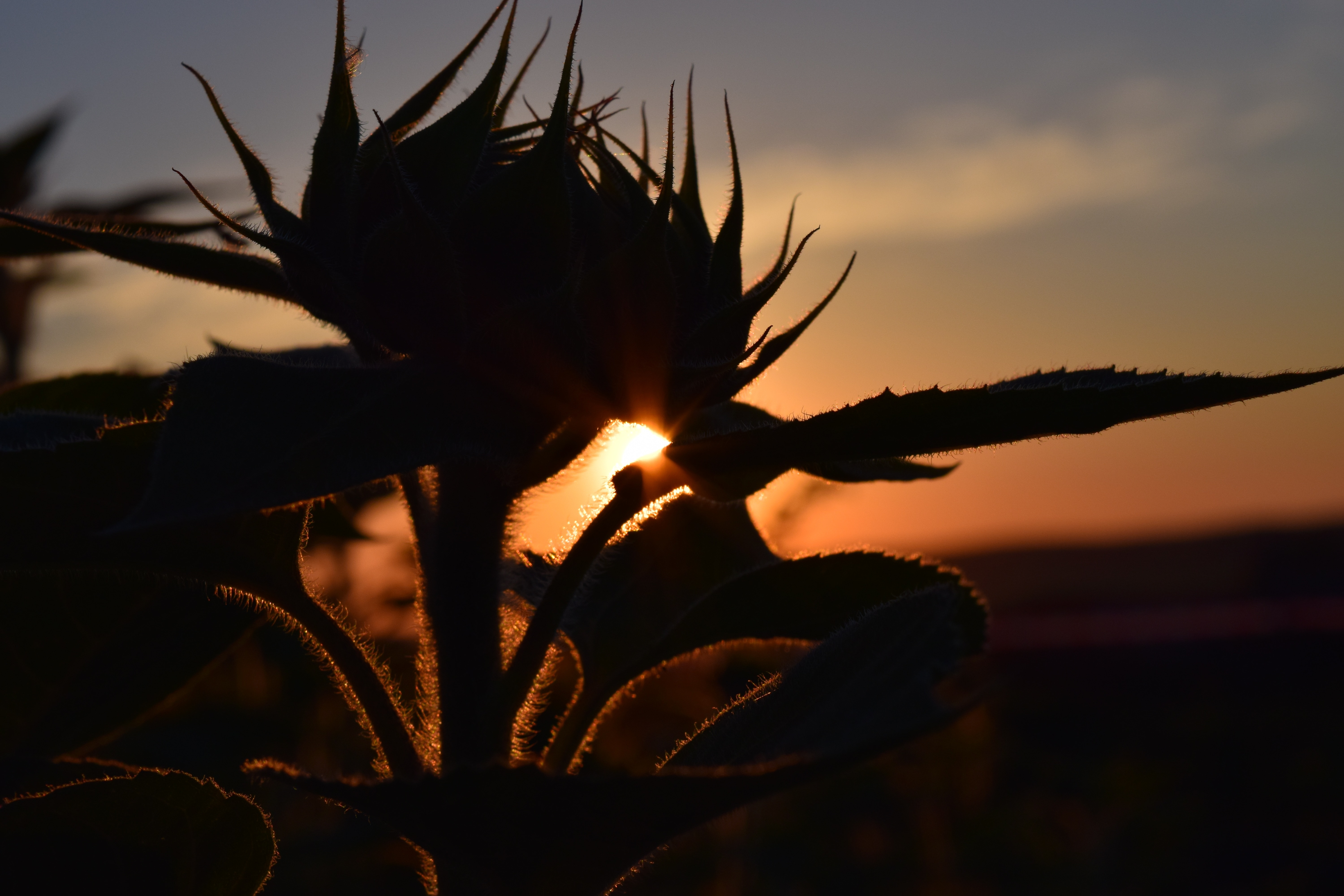 silhouette of flower