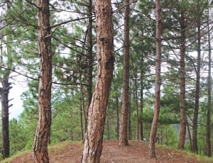 green and brown pine trees thumbnail