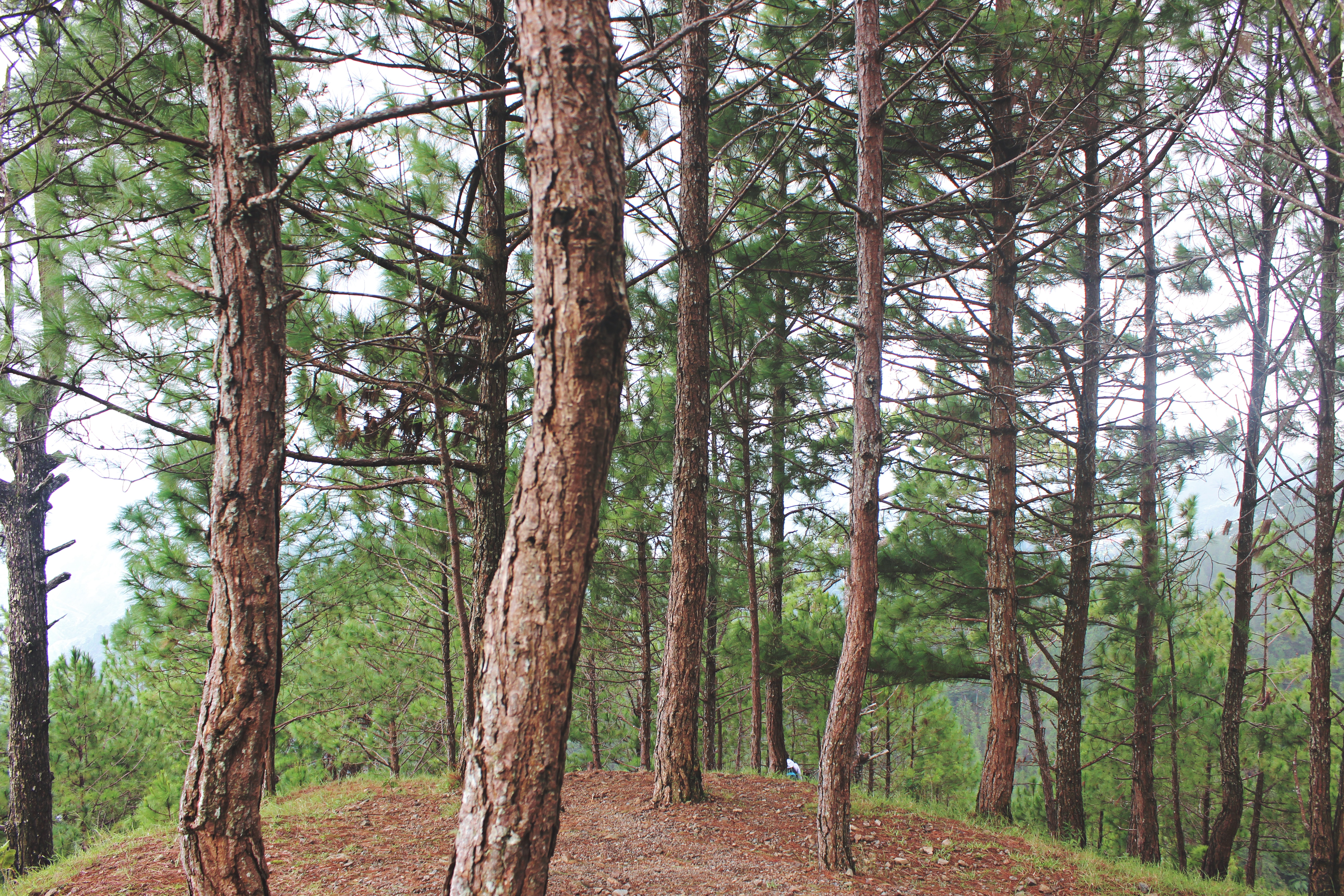 green and brown pine trees