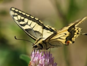 tiger swallowtail butterfly thumbnail
