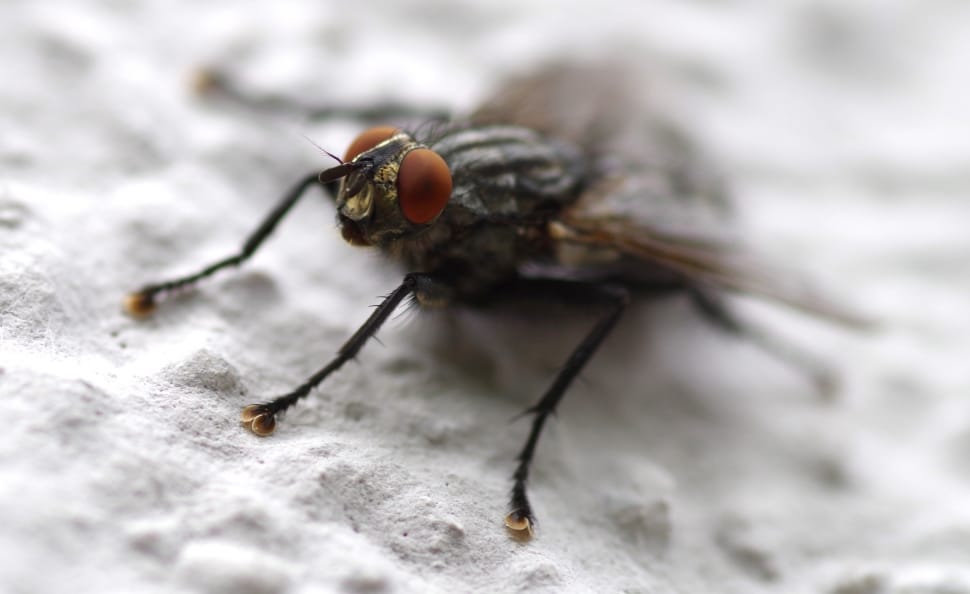 macro photography of a fly insect preview
