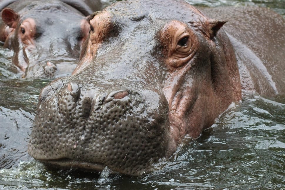 two brown hippopotamus in body of water during daytime preview