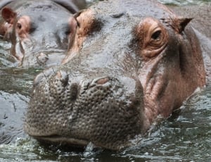two brown hippopotamus in body of water during daytime thumbnail