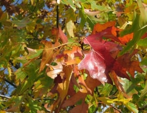green and red leaves tree thumbnail