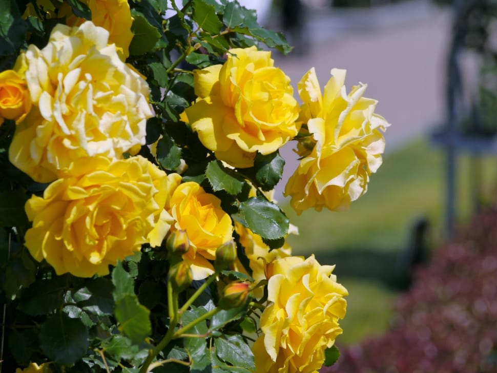 yellow roses preview