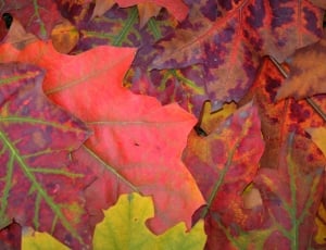 red and maroon leaves thumbnail