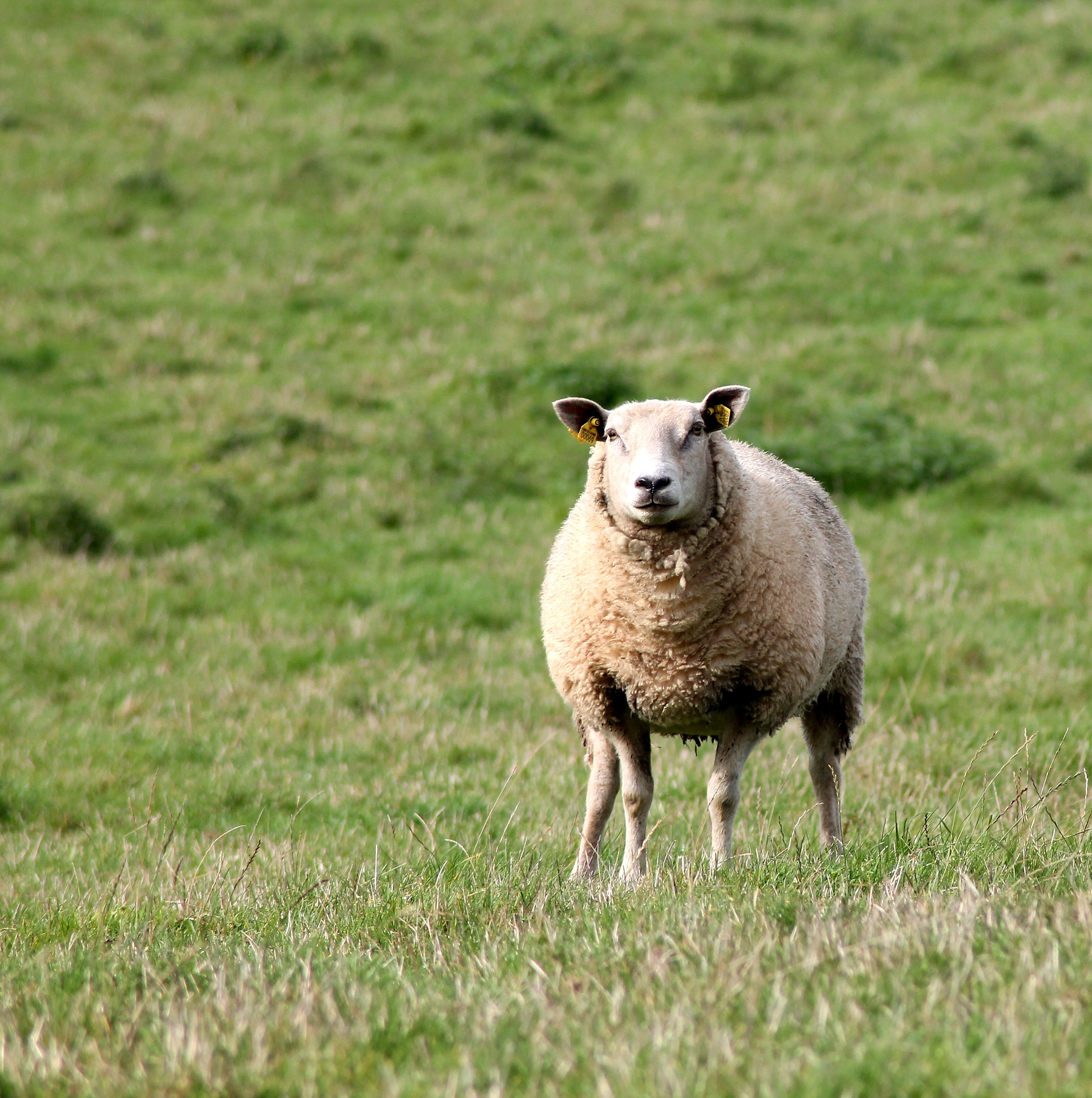 white and black sheep at green grass field during daytime