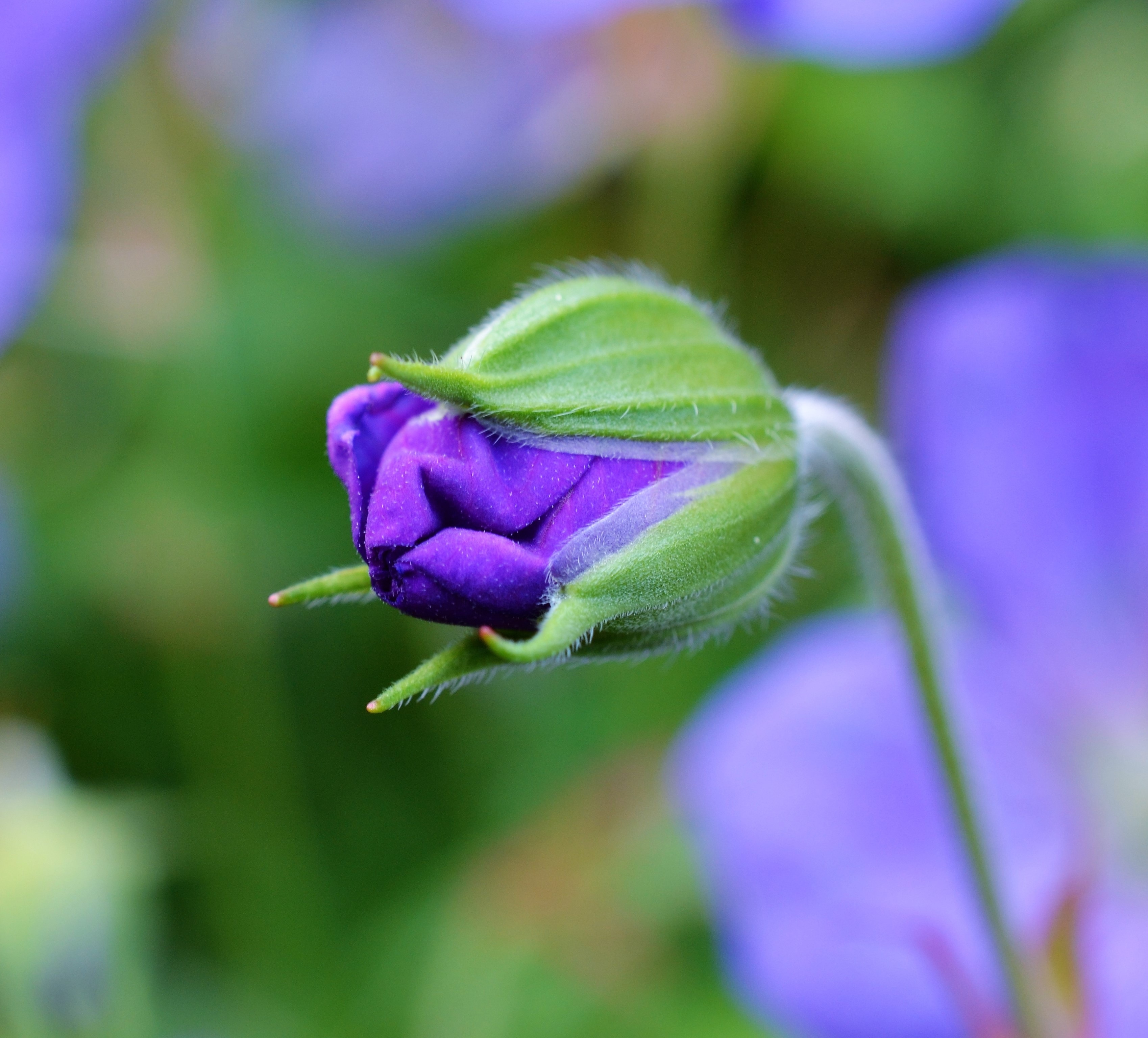 purple flower bud