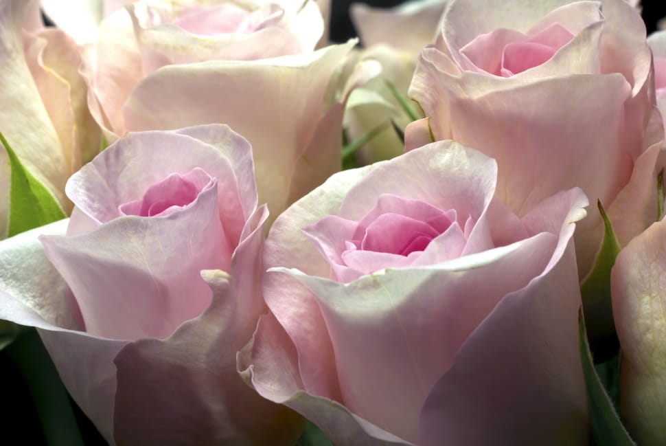 shallow focus photography of pink flowers preview