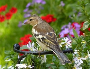 sparrow bird thumbnail