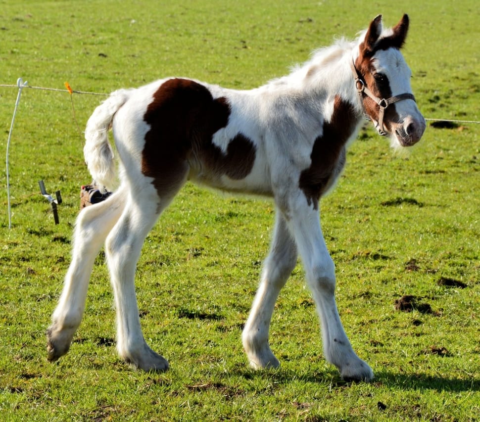 Pasture, Foal, Horse, Mammal, Equine, domestic animals, horse preview