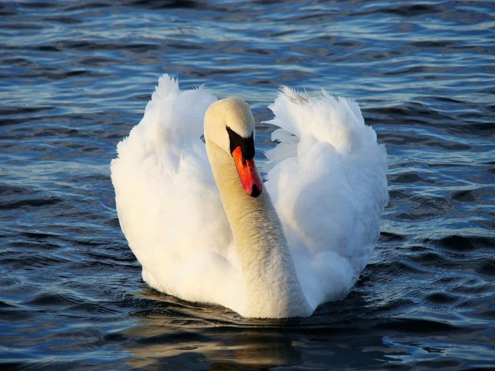 white mute swan floating on water preview