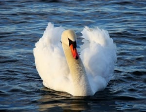 white mute swan floating on water thumbnail