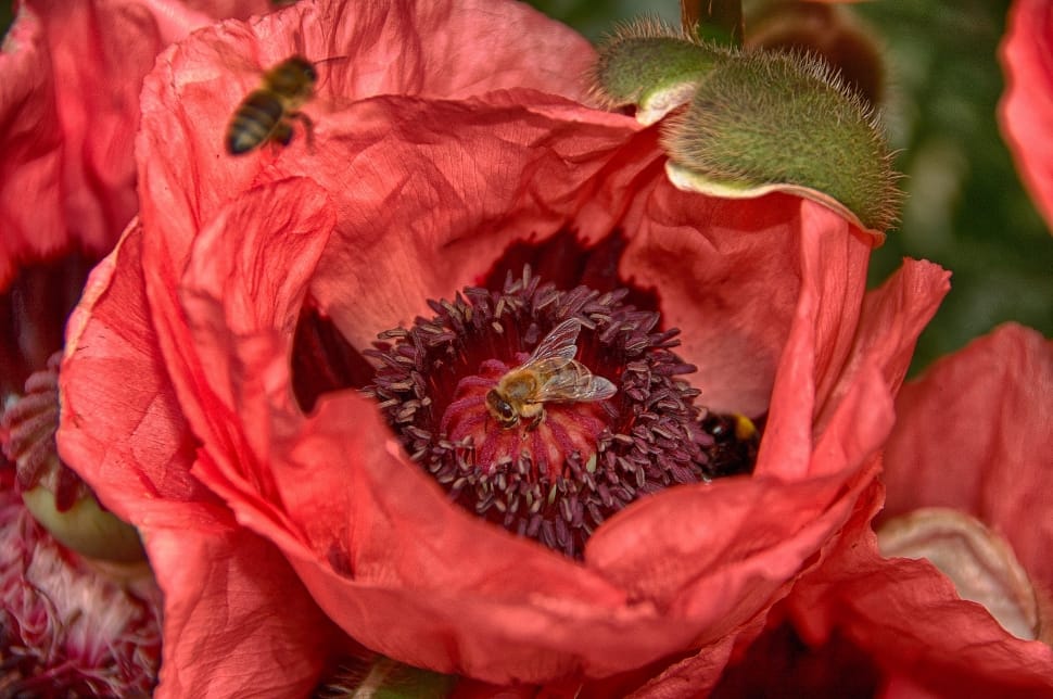 two honey bee and red petaled flower preview