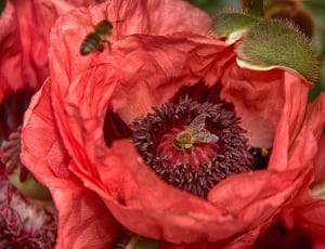 two honey bee and red petaled flower thumbnail