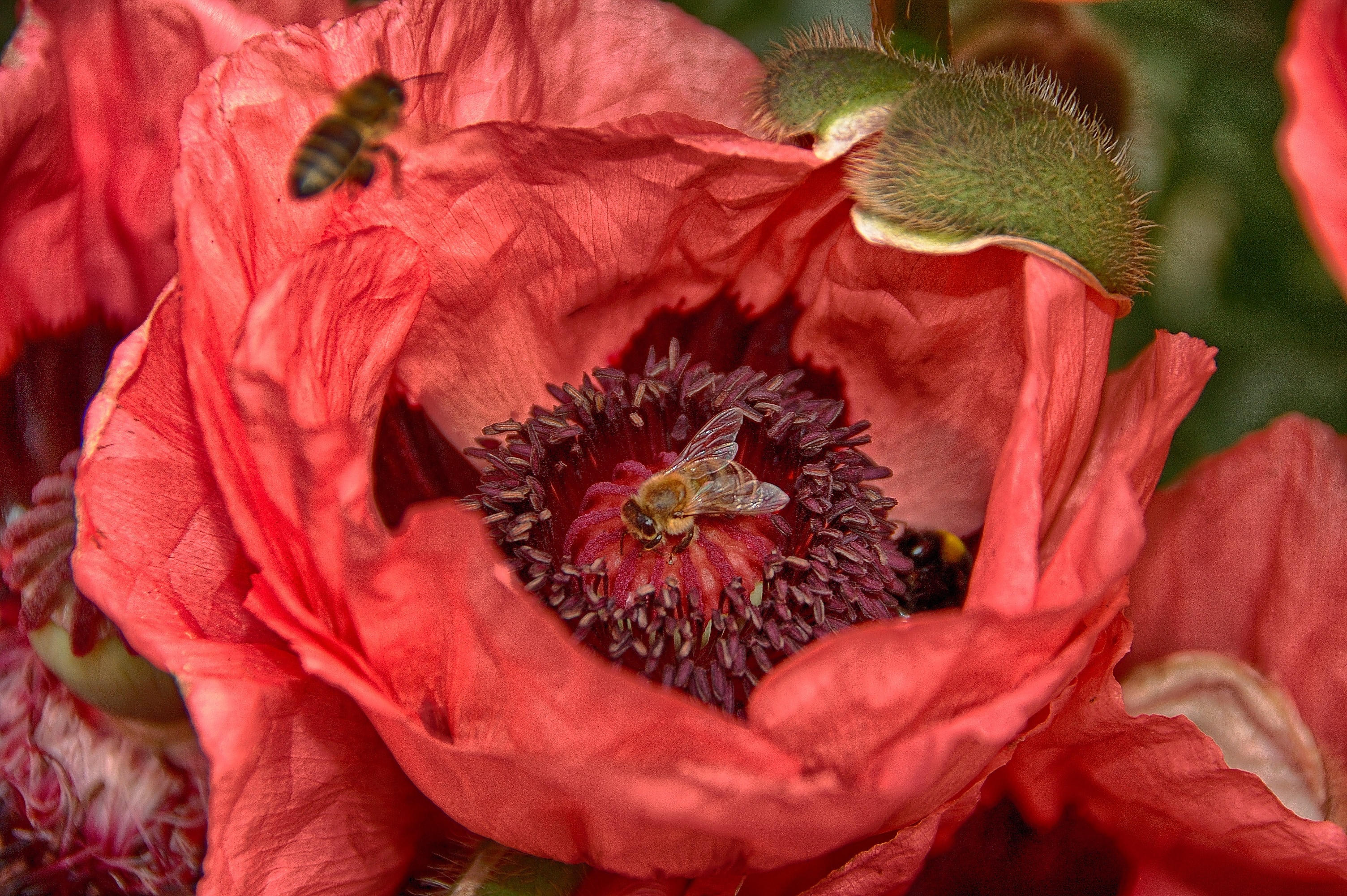 two honey bee and red petaled flower