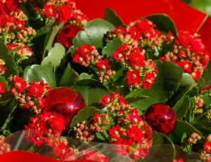 Bouquet, Flowers, Christmas, red, food and drink thumbnail