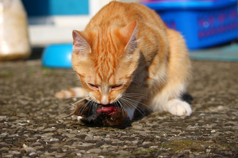 orange tabby cat eating rat on ground preview